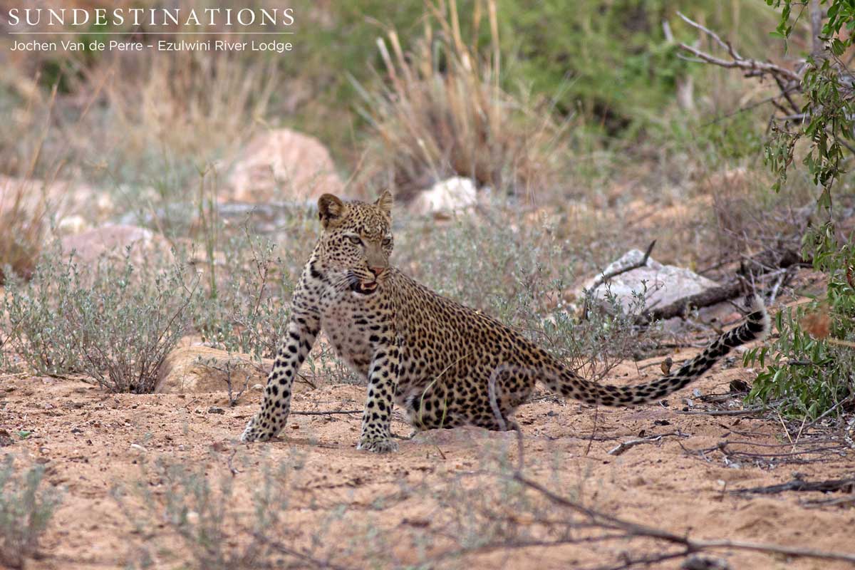 Van Wijk's Leopardess STanding up