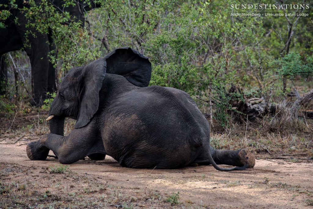 Elephant playing the fool