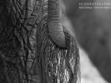 Our gentle pachyderms make for incredible photographic subjects. Marius Zeilinga, a ranger at Umkumbe Safari Lodge, decided to use his creative streak and photograph various parts of an elephant’s anatomy. He’s captured close-ups of ears, tusks, skin, trunk and tail. We’re loving his black and white photos of these emotional jumbos! Here are a few […]