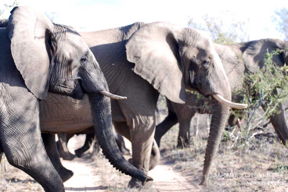 Elephant Herd - nThambo