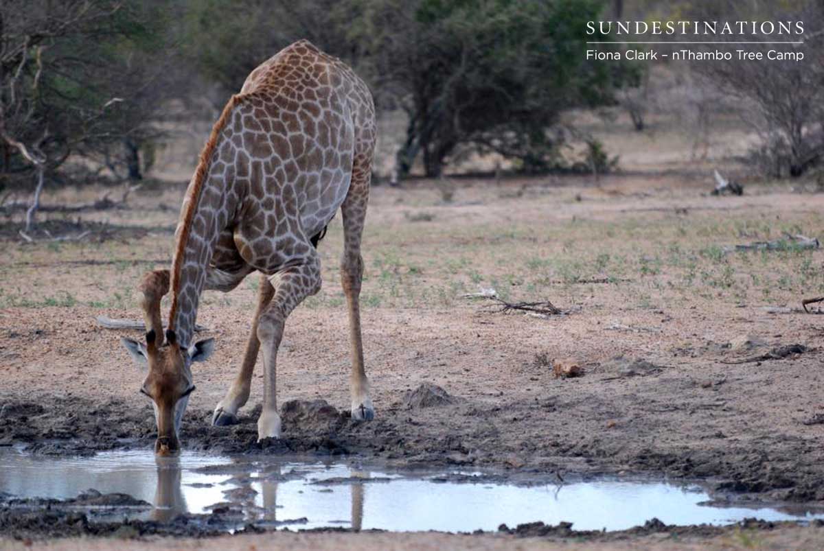 Giraffe at nThambo