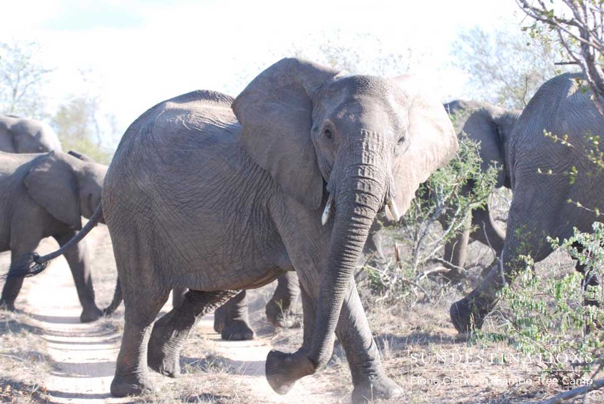 Elephants - nThambo