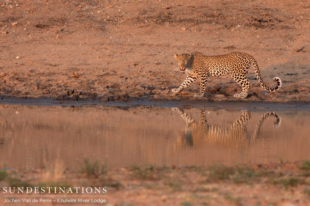 A handsome leopard and his reflection