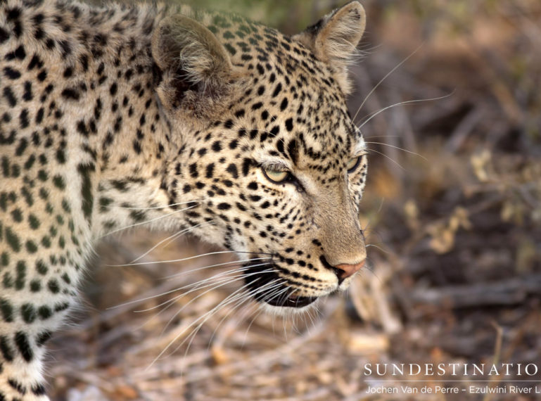 Three’s a Crowd : Ezulwini Leopard Extravaganza