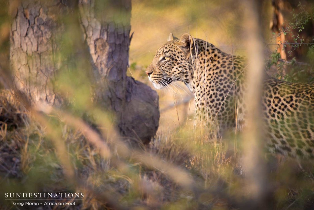 Marula Mafasi in the afternoon light