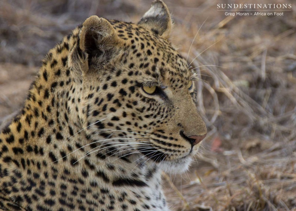 Marula mafasi looking pensive