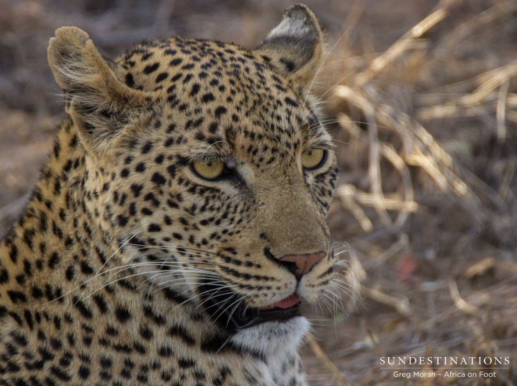 Female leopard known as the Marula Mafasi