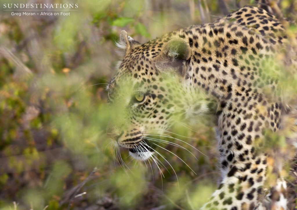 Marula mafasi moving through the bush