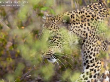 On the topic of leopards (take a look at what nThambo Tree Camp saw this morning), we thought we’d introduce you to yet another lady leopard we are seeing a lot of: the Marula Mafasi. Marula is the name of one of the most significant trees of the Lowveld, which bears delicious summer fruits loved […]