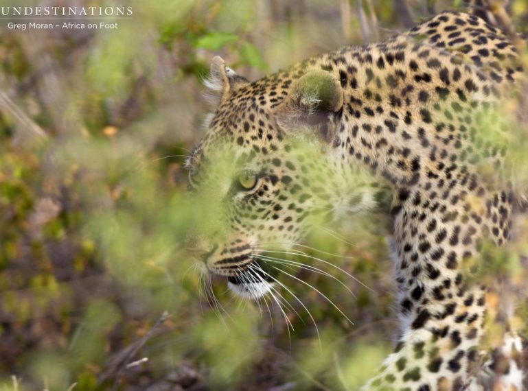 Leopards to Watch: Marula Mafasi and Ross Dam Female