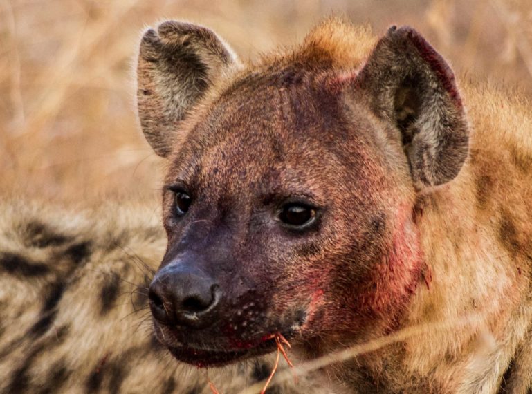 Marius Witnessed Hyenas MAKING THEIR OWN KILL!