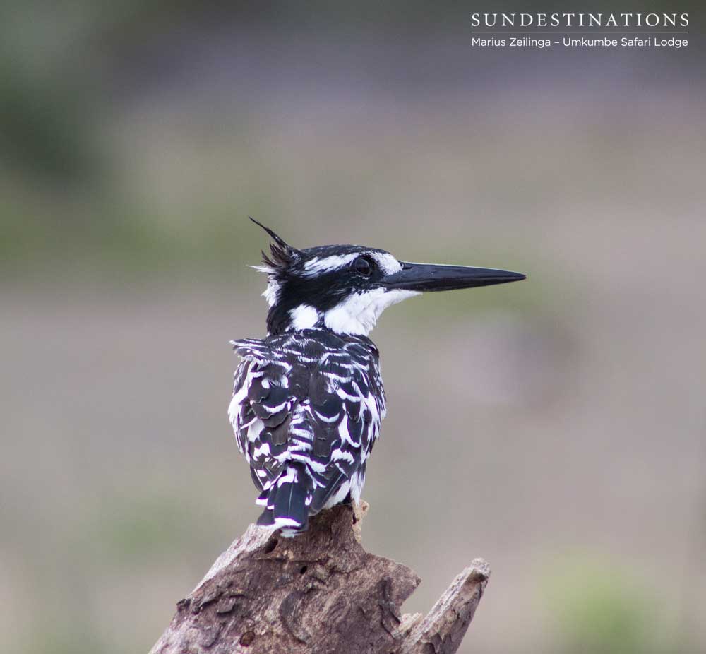 Up close with a pied kingfisher