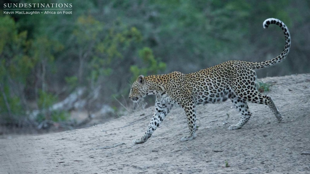 Ross Dam female leopard on the move