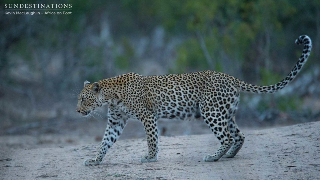 Beautiful Ross Dam female leopard in the early evening