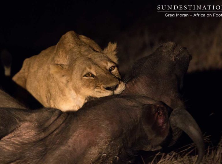 Ross Pride Breakaway Lionesses FINALLY Find a Meal