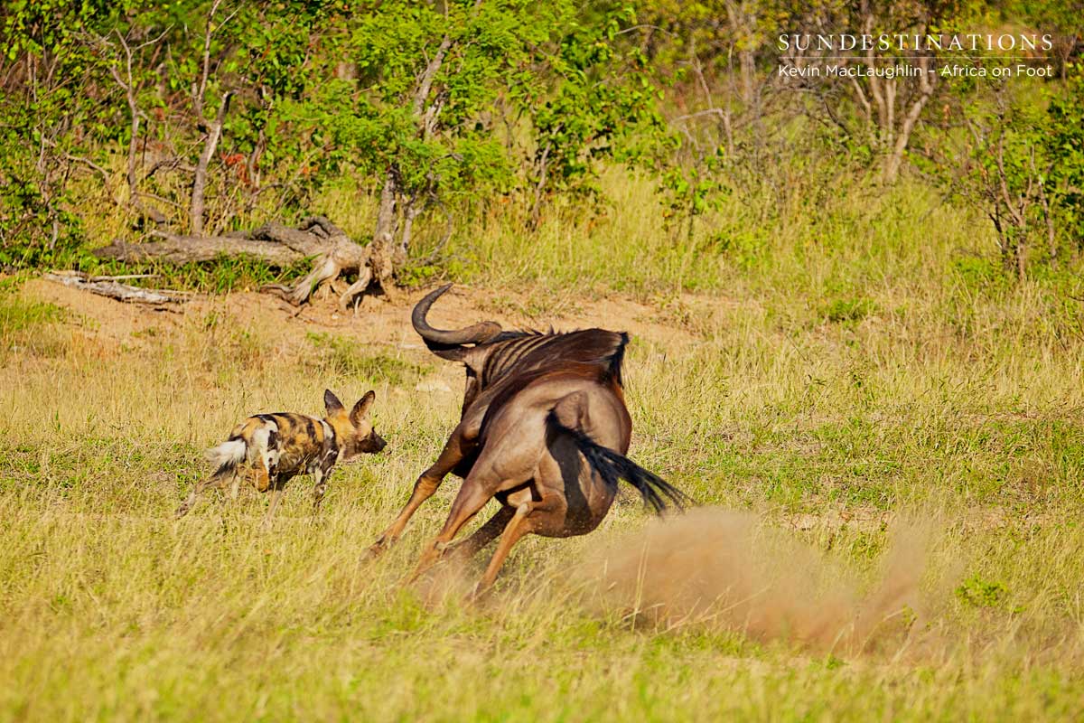 Wildebeest Chasing Wild Dog
