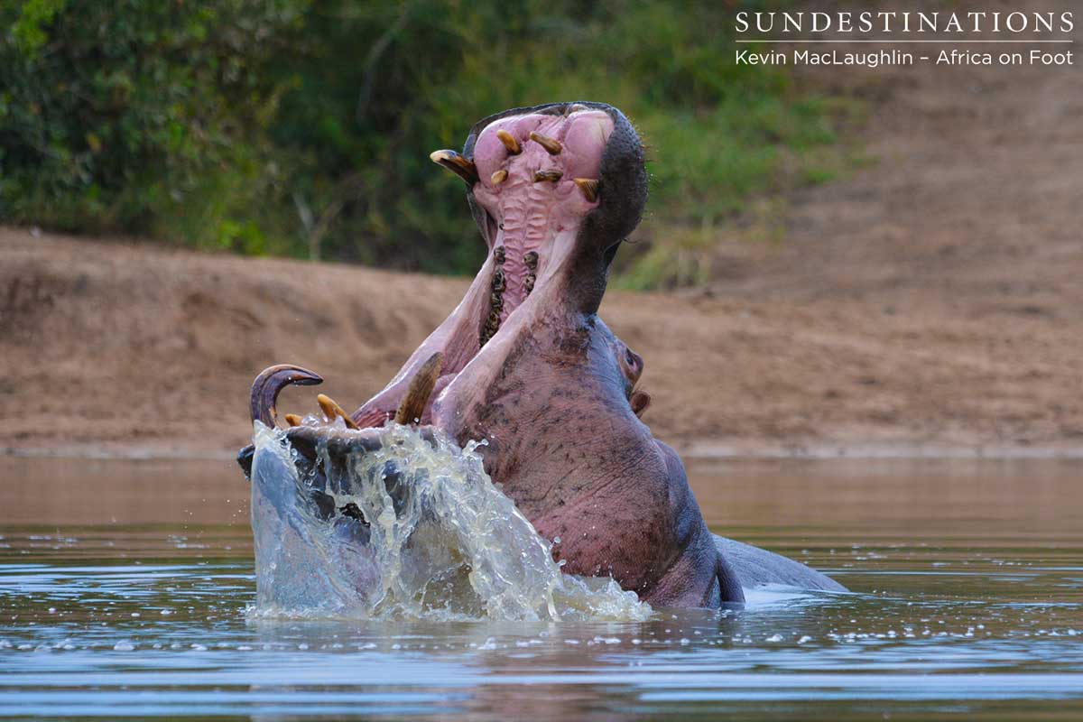 Hippo in Water