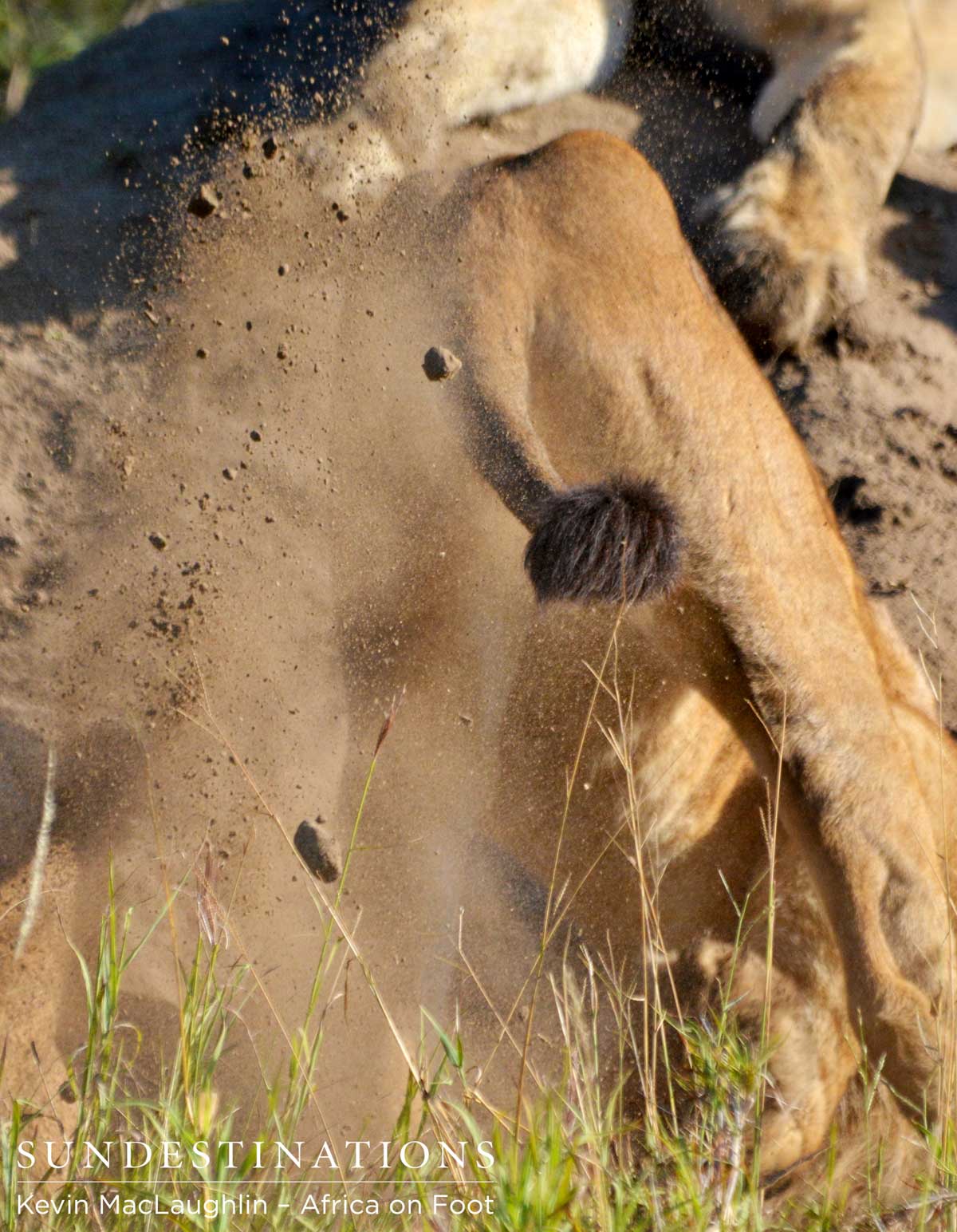 Lionesses Digs out Warthog
