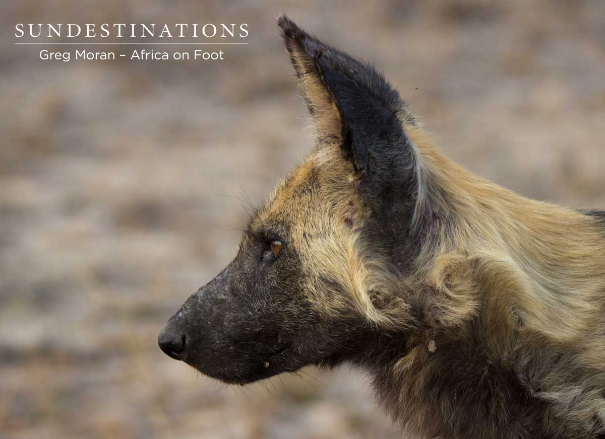 Wild Dogs at Africa on Foot