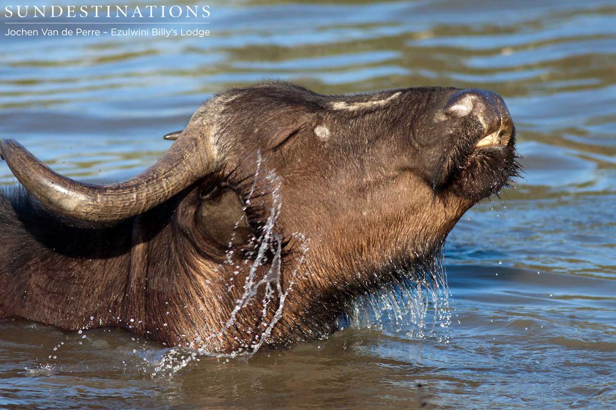 Buffalo in Water