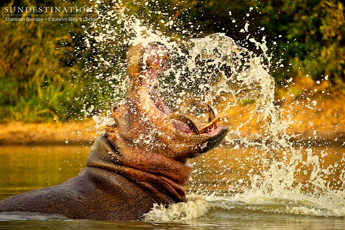 Hippo on Move