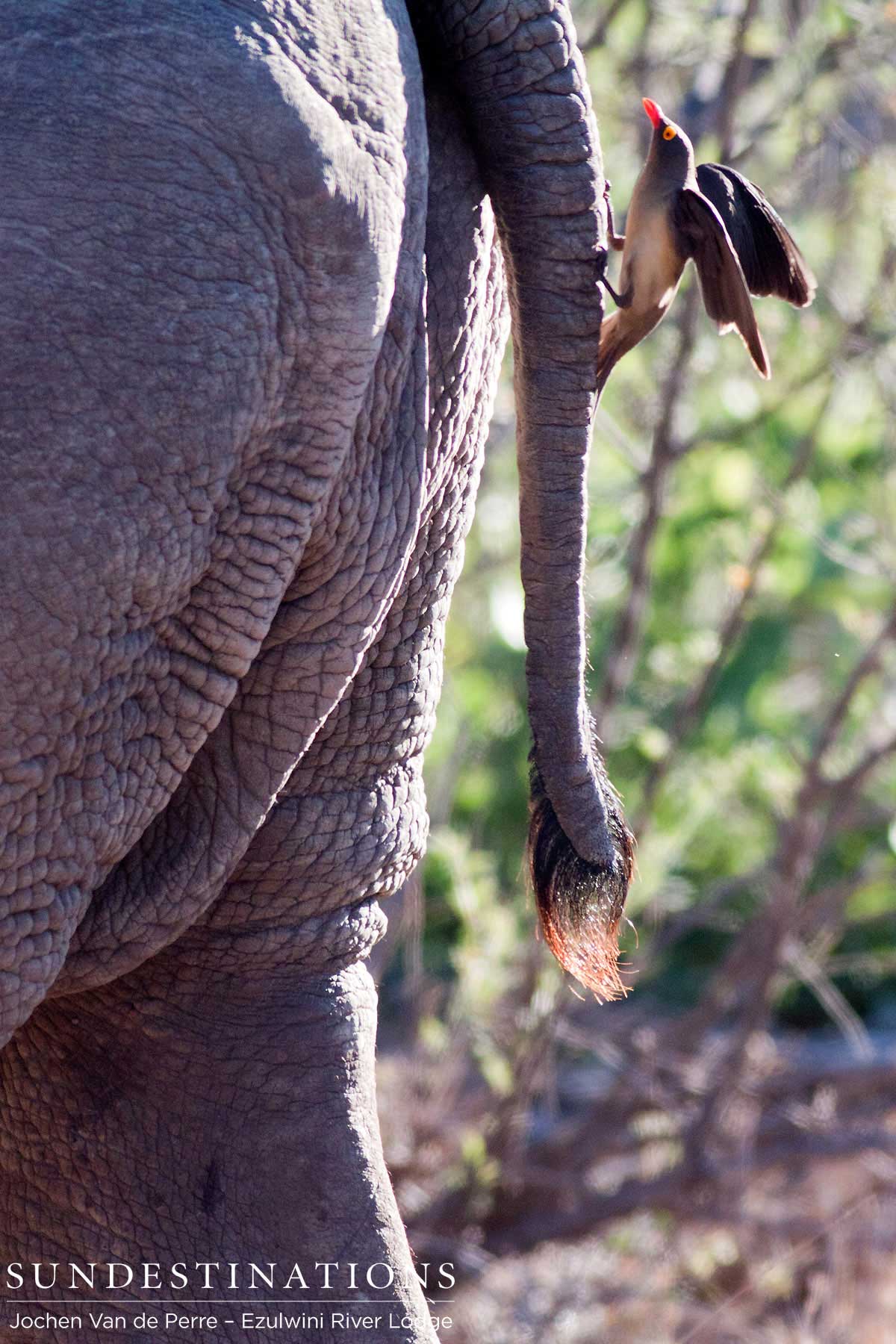 Oxpecker on Elephant