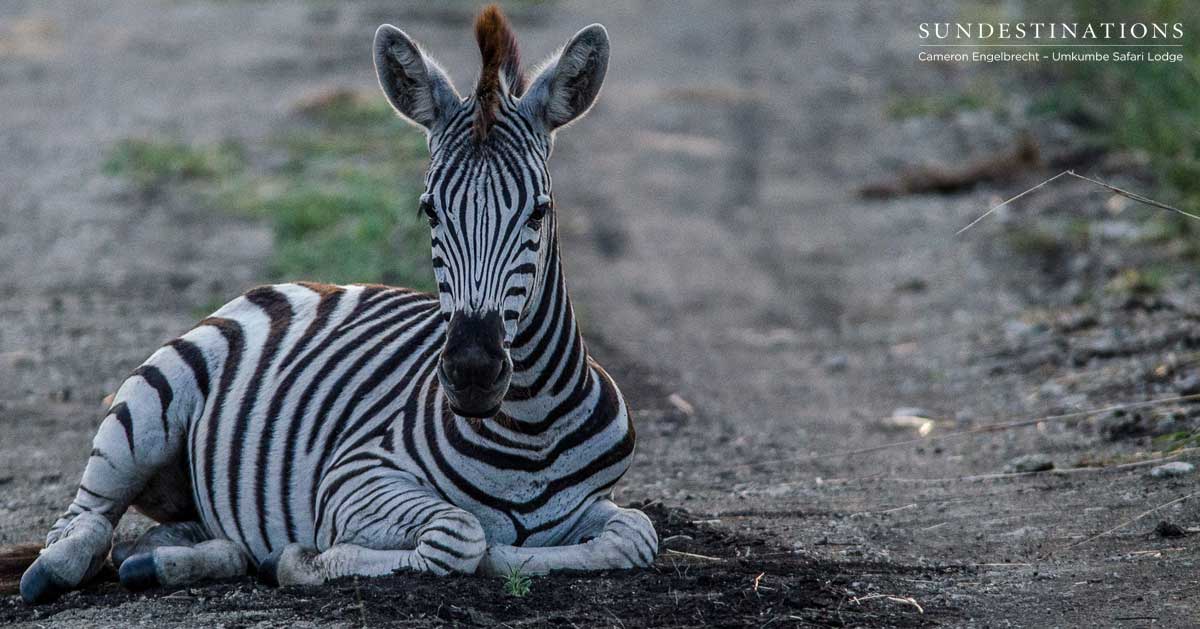 Zebra - Umkumbe