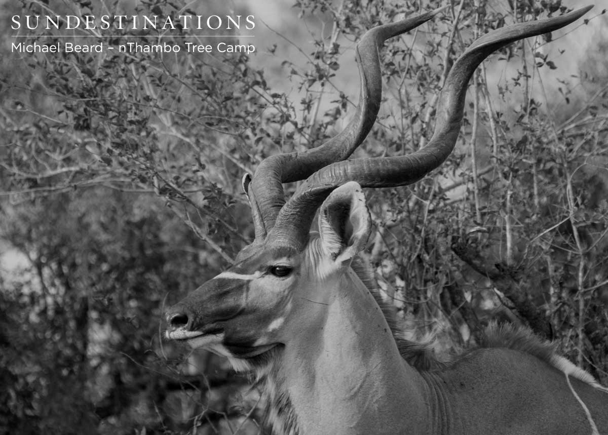 Kudu Bull - nThambo
