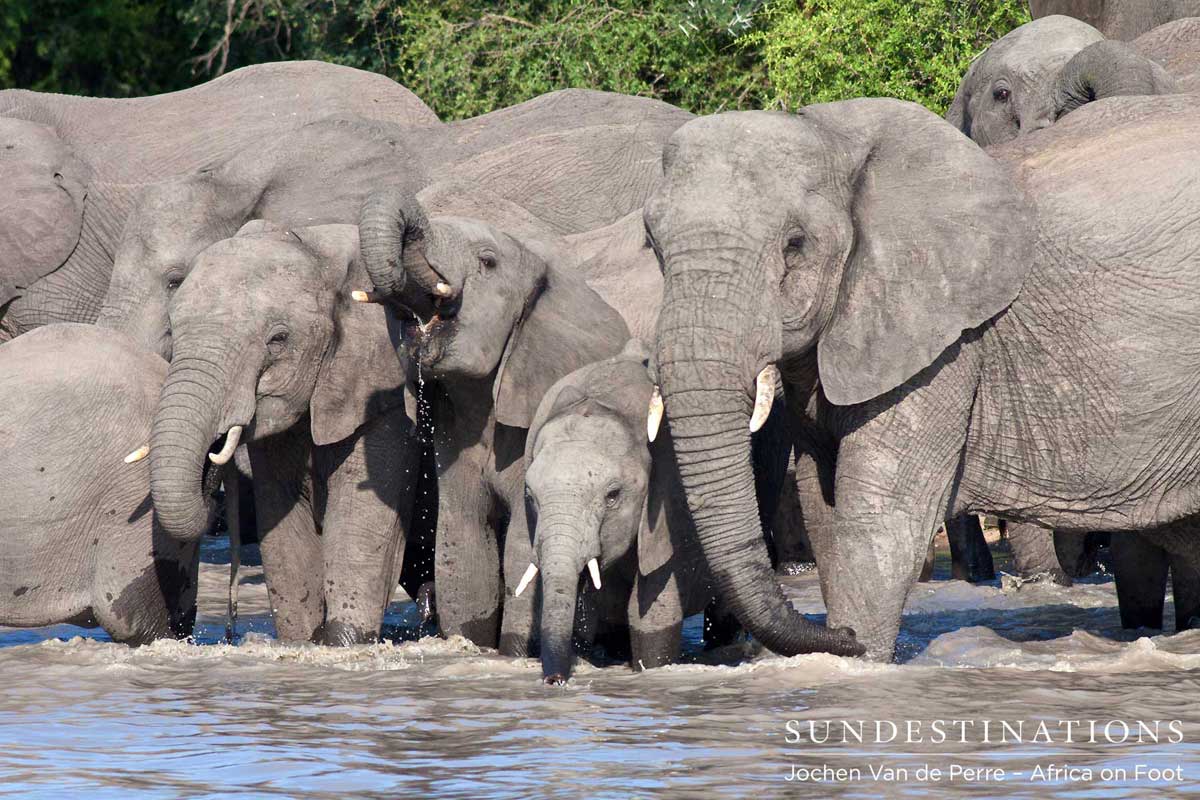 Breeding herd of Elephant