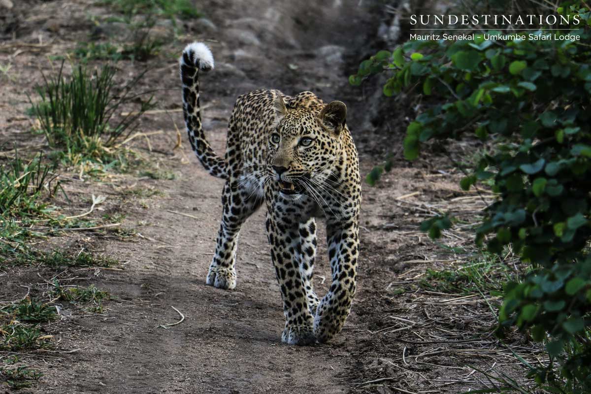 Kigelia Leopardess