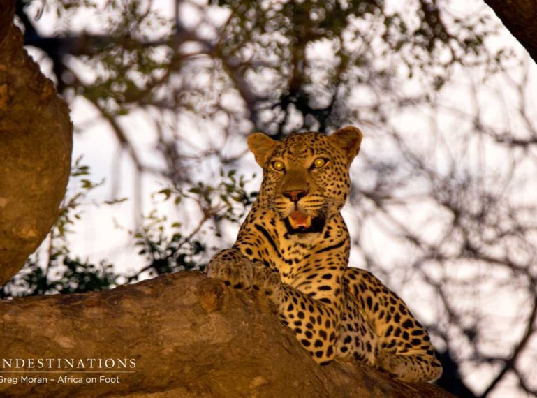 Week in Pics : The Day of the Leopard