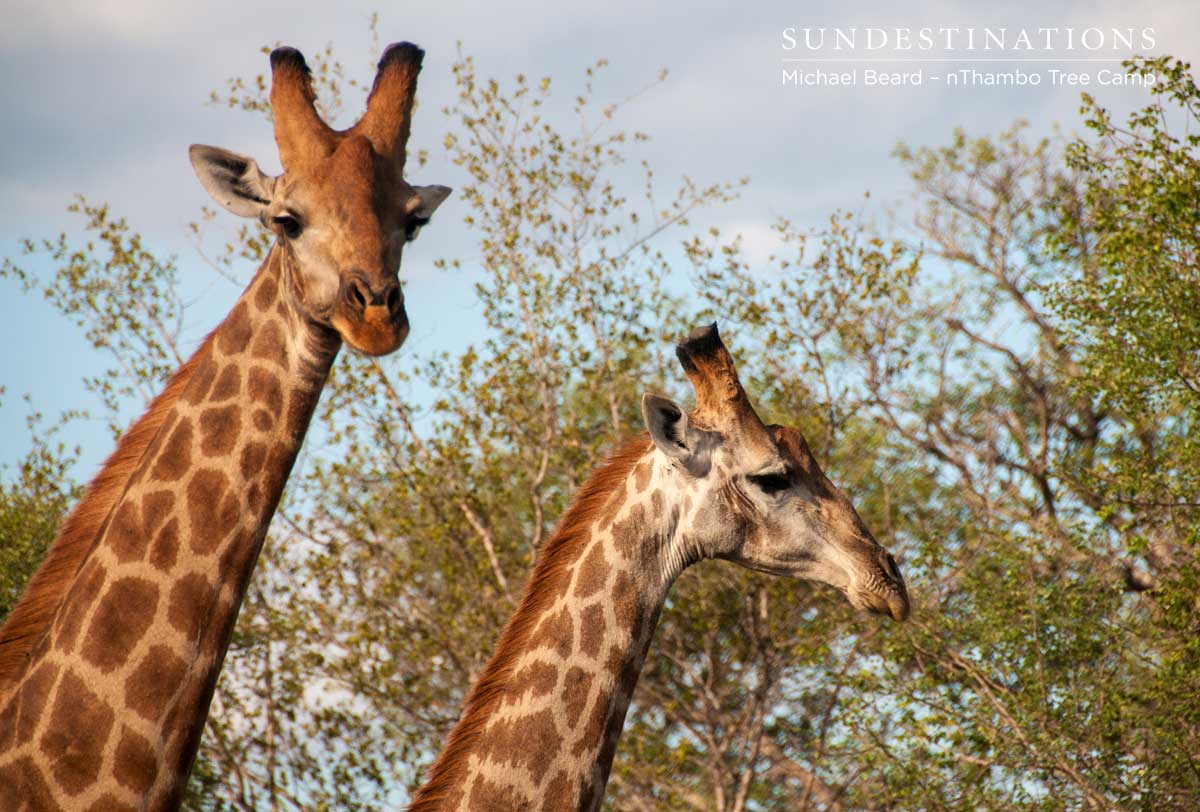 Giraffe - nThambo