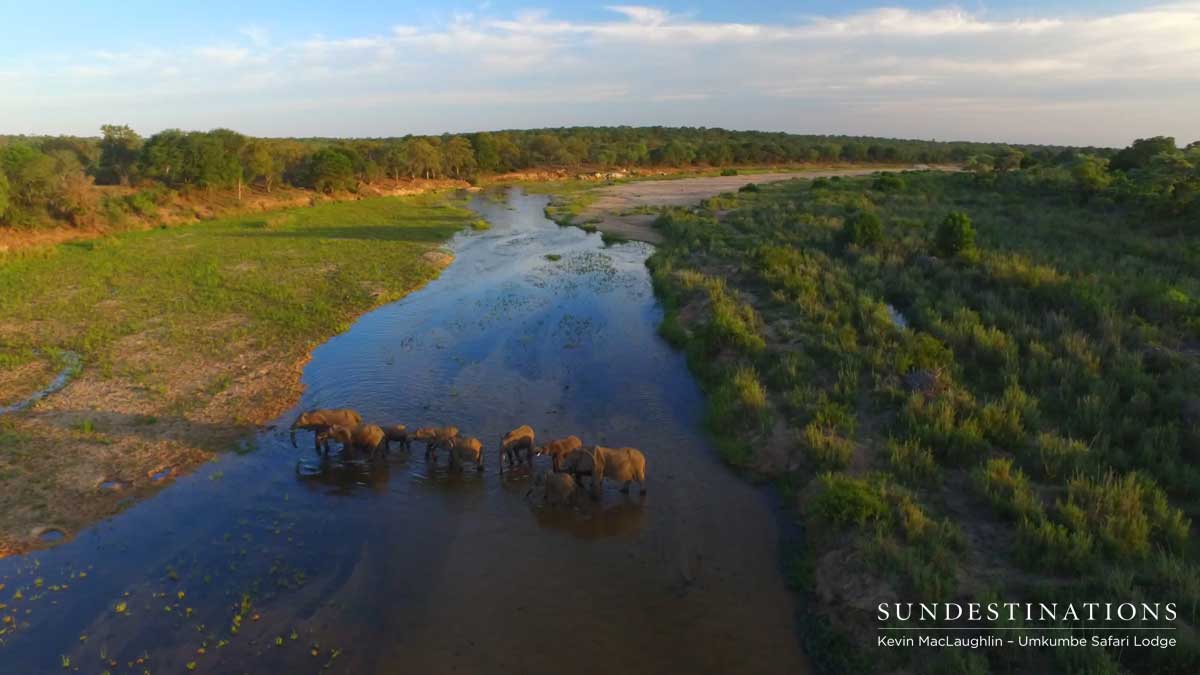 Elephants Crossing Sand River