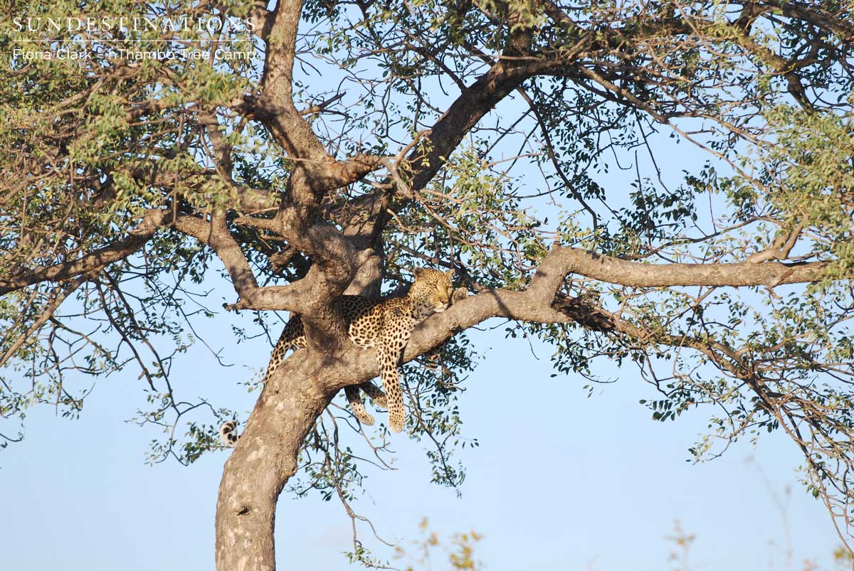 Leopard in Tree nThambo