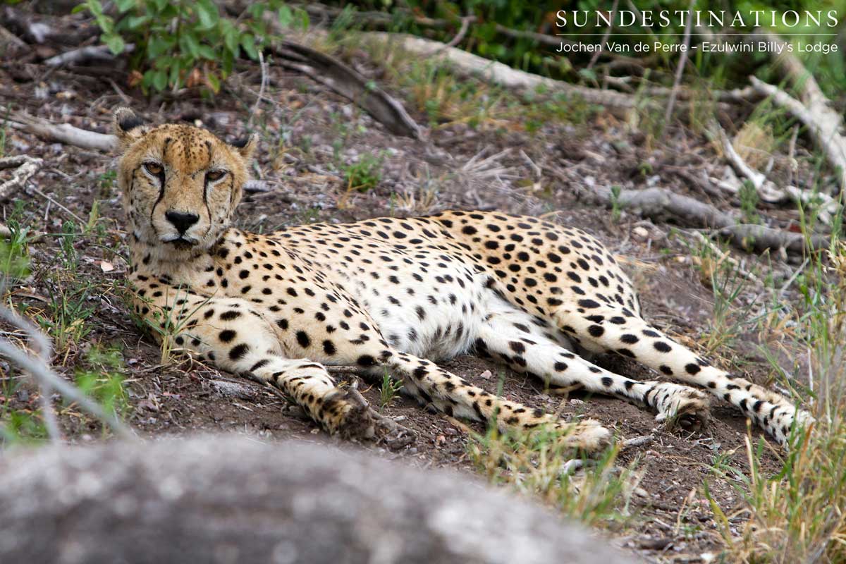 Cheetah Male