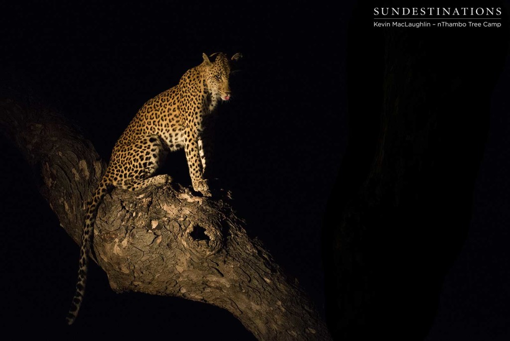 A defeated leopard recovers after losing her kill to a hyena