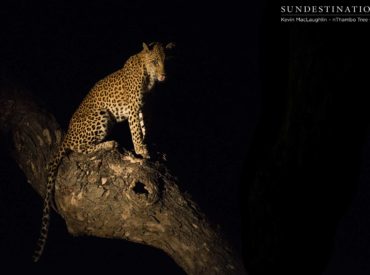 It’s no secret that the state of the drought in South Africa is having dire consequences on some of the water-reliant species of the Kruger Park. Some areas have received more rain than others, but in those areas where rainfall is severely lacking, we’ve been seeing some interesting wildlife activity taking place. In the Klaserie […]