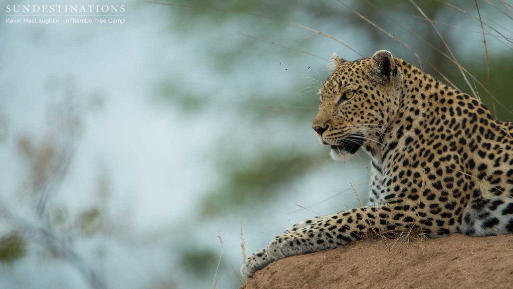 Cleo the leopardess looking regal