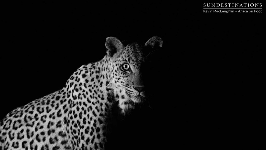 An unidentified leopard loses her kill to a hyena in the darkness