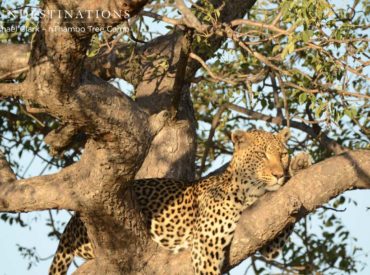 Mike and Fiona Clark are regular guests at nThambo Tree Camp in the Klaserie Private Nature Reserve. The first time they arrived at nThambo, they fell hopelessly in love with the idea of sleeping in wooden treehouses. They return twice a year to escape the English weather and get their safari fix.  Here is an […]