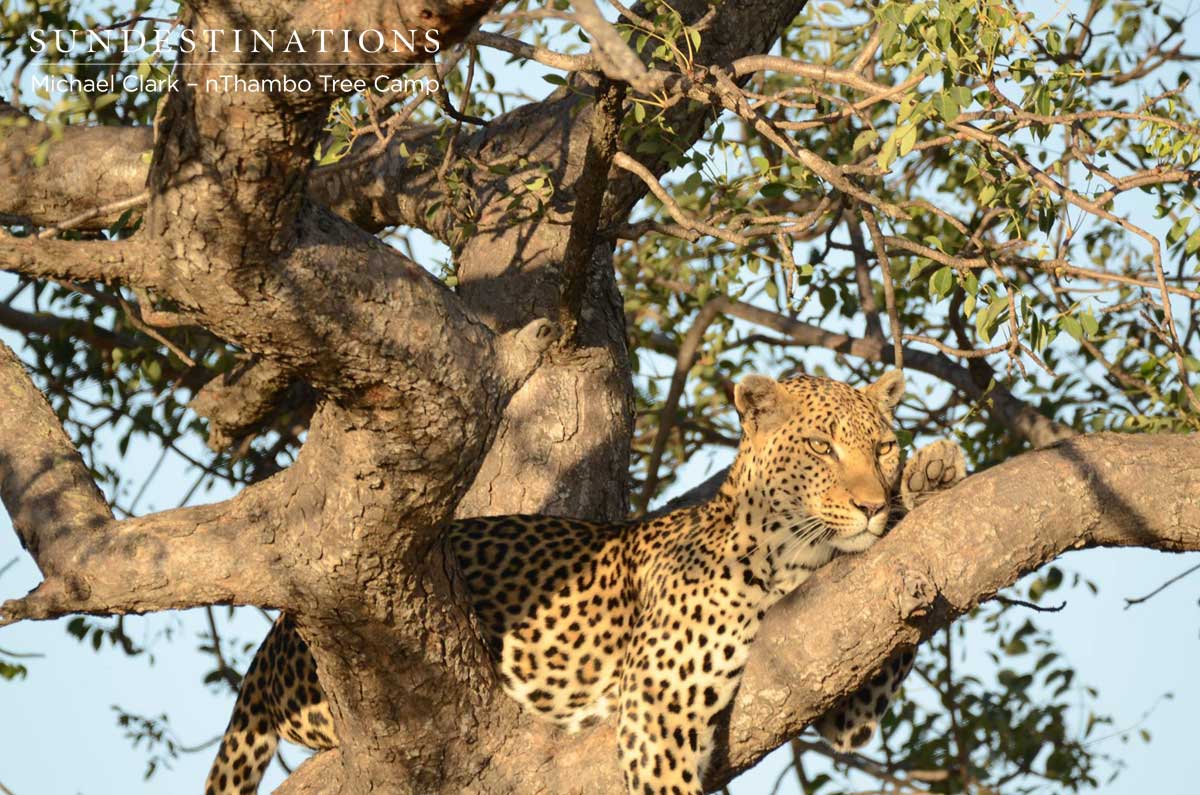 nThambo - Leopard