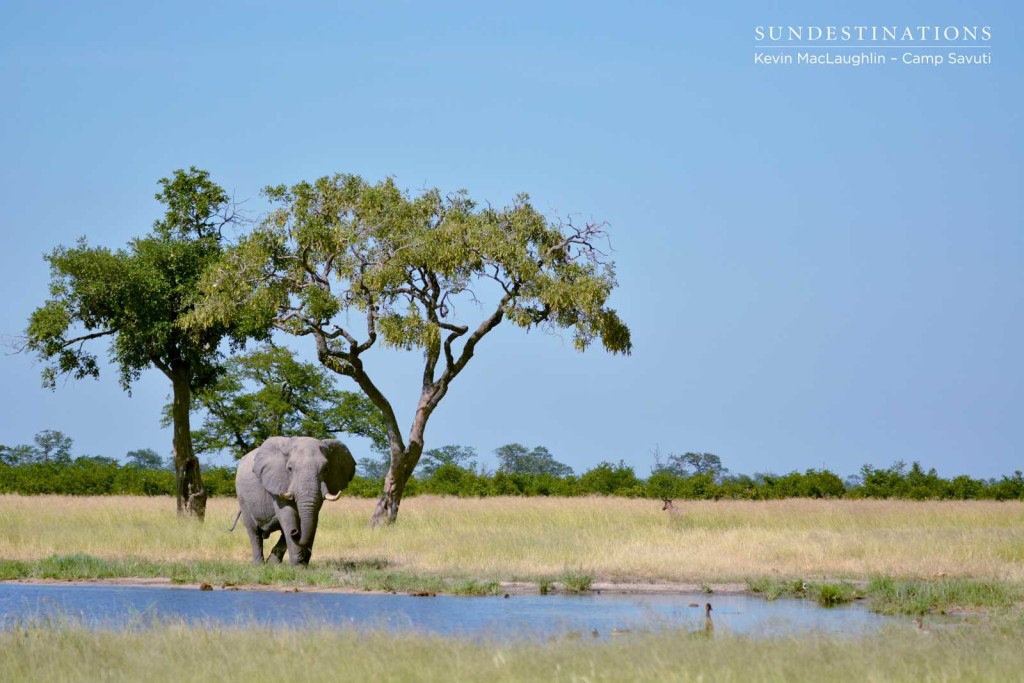 #thefutureofelephantsisinourhands