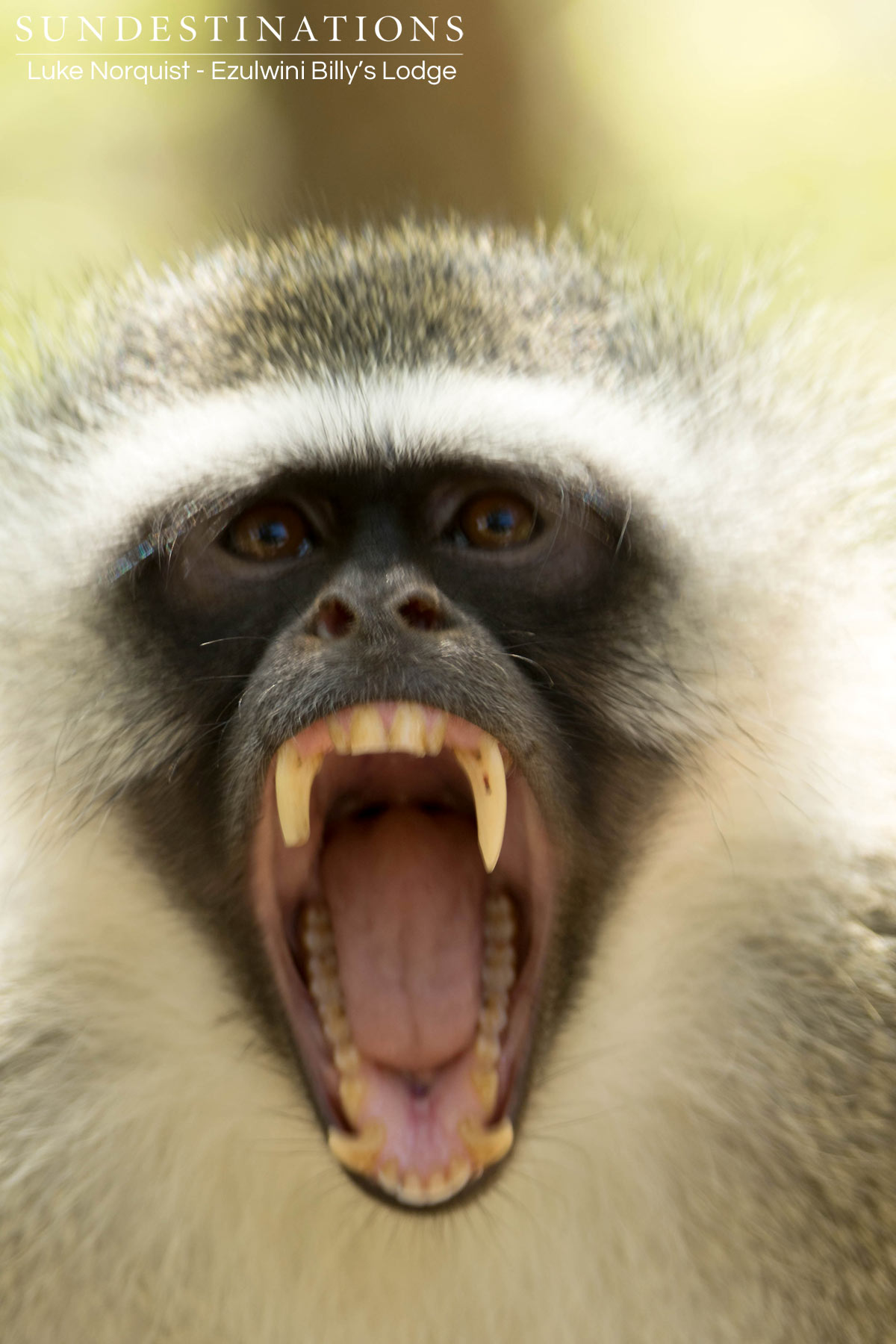 Angry Vervet Monkey