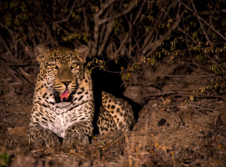 Magic Mike Stumbles Across Zero the Leopard