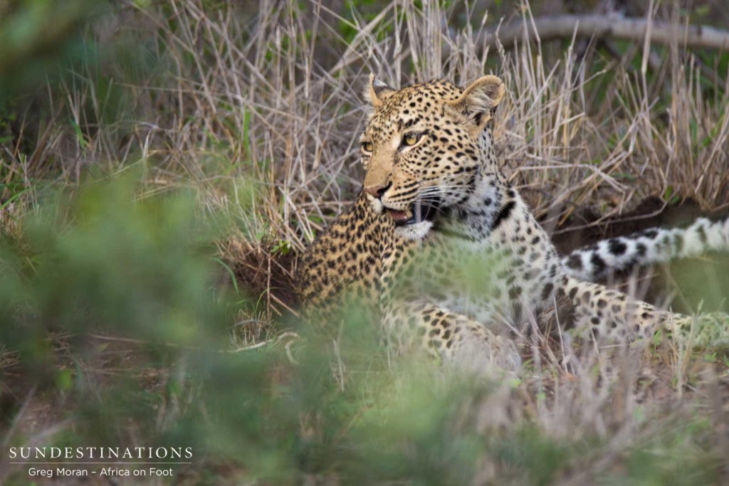 Marula resting after making a kill