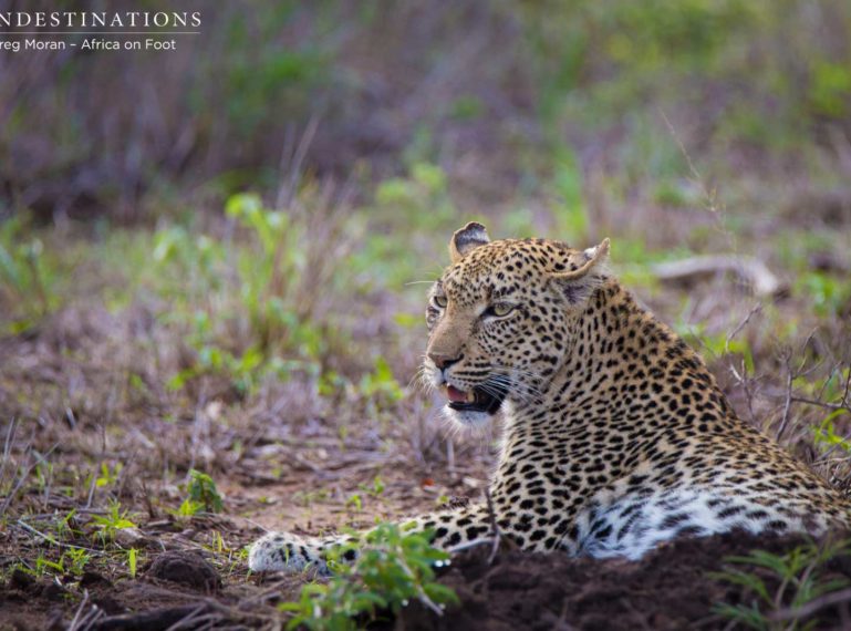 Leopardess Marula Makes a Kill at Africa on Foot
