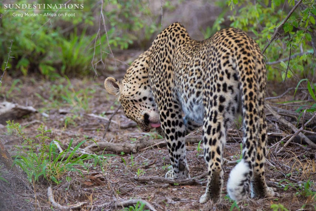 Marula grooming herself, as she relaxes in the presence of the Africa on Foot game viewer