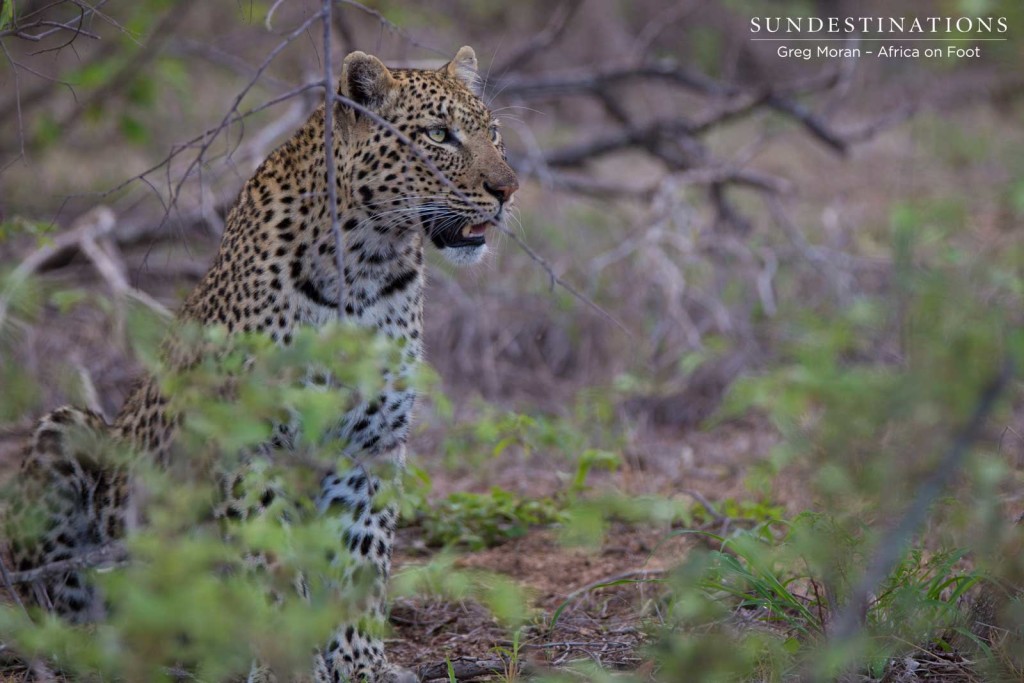 Lady leopard, Marula, pauses after feeding on a leopard kill