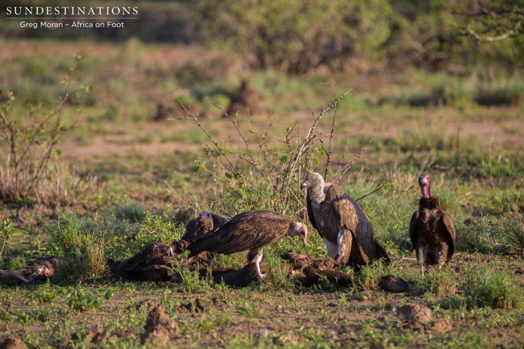 White-backed and hooded vultures pick at the remains