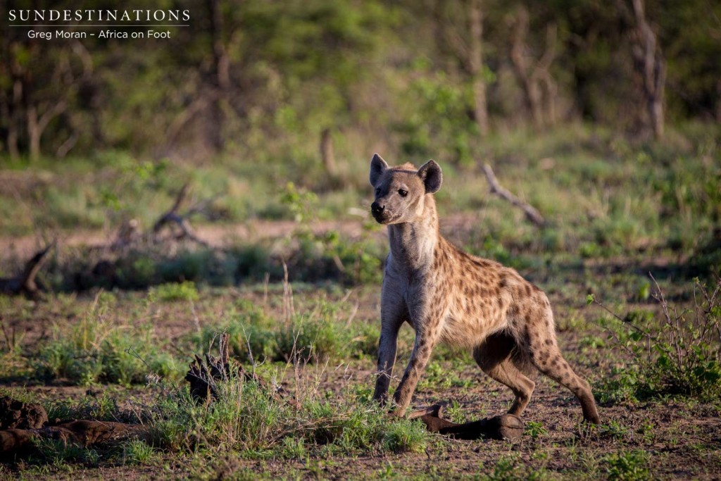 The hyena is poised, ready to chase off the vultures